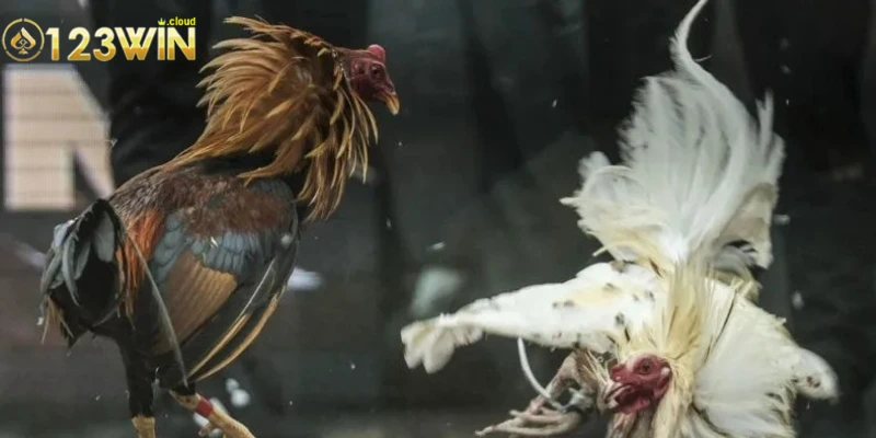 Đá Gà 123WIN - Khám Phá Đỉnh Cao Cá Cược Trực Tuyến 3 Lợi ích nổi bật của việc tham gia vào sảnh đá gà 0123WIN