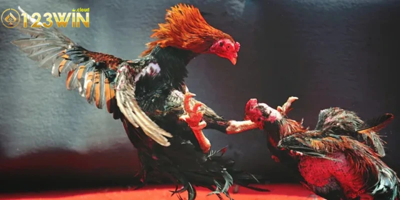 Tổng quan và lịch sử đá gà C1