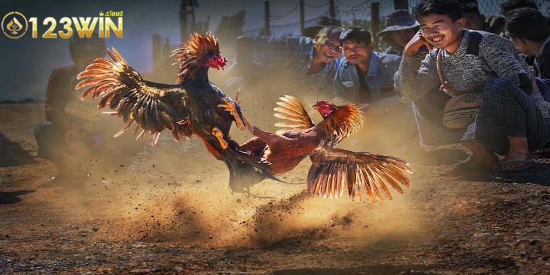 Khám Phá Đá Gà Cựa Dao 0123win Cùng Các Chiến Kê Dũng Mãnh 3 Luật lệ quan trọng khi tham gia trong đá gà cựa dao