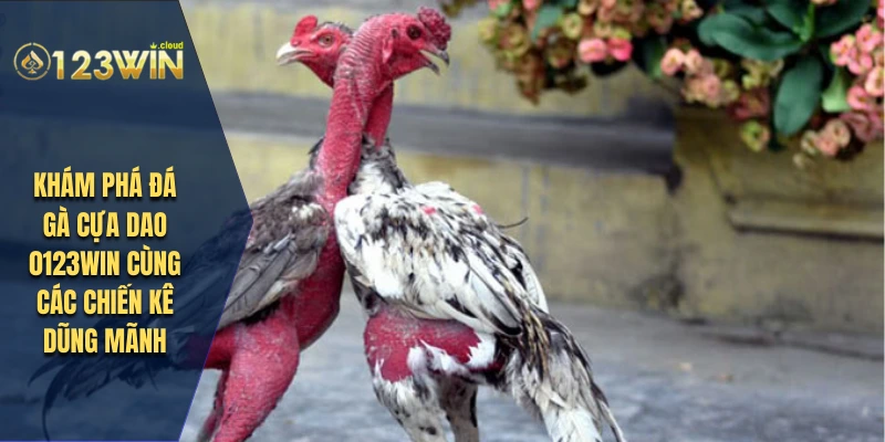 Khám Phá Đá Gà Cựa Dao 0123win Cùng Các Chiến Kê Dũng Mãnh 10 đá gà cựa dao