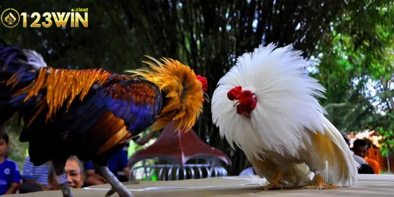 Đá Gà Cựa Sắt: Hướng Dẫn Cách Chọn Gà Và Chiến Thuật Tối Ưu 4 Chiến thuật thi đấu trăm trận trăm thắng cho gà đá cựa sắt